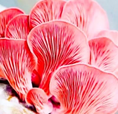 Pink Oyster Mushroom Liquid Culture - Sterile Syringe for Reliable Mushroom Cultivation - Beginner-Friendly Mycelium