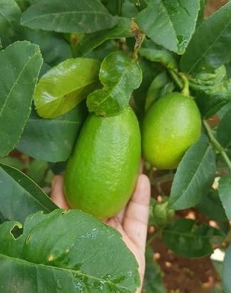 Original Gandharaj Lemon (2 plants) Nimboo Live Plant, "Special Variety"(Fruit After 6 Month)