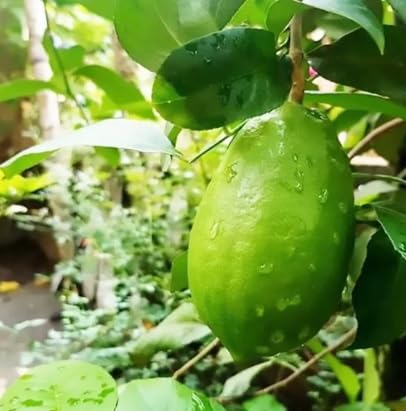 Original Gandharaj Lemon (2 plants) Nimboo Live Plant, "Special Variety"(Fruit After 6 Month)