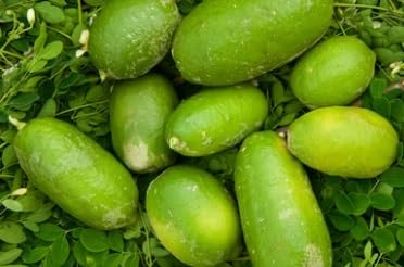 Original Gandharaj Lemon (2 plants) Nimboo Live Plant, "Special Variety"(Fruit After 6 Month)