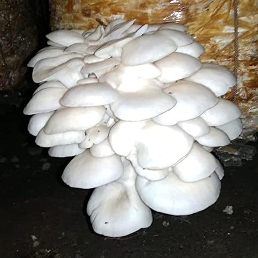 White Oyster Mushroom Spawn for Home Growing - 400g First Generation Organic Mushroom Seeds for Indoor & Outdoor Cultivation, Ideal for DIY Kits and Multiple Harvests