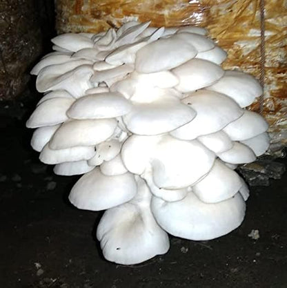 White Oyster Mushroom Spawn for Home Growing - 400g First Generation Organic Mushroom Seeds for Indoor & Outdoor Cultivation, Ideal for DIY Kits and Multiple Harvests