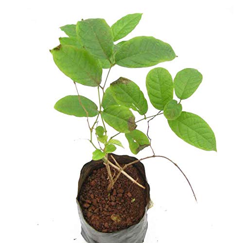 New Double Petals Rangoon Creeper (Combretum Indicum) Live Plant