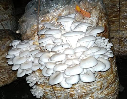 White Oyster Mushroom Spawn for Home Growing - 400g First Generation Organic Mushroom Seeds for Indoor & Outdoor Cultivation, Ideal for DIY Kits and Multiple Harvests
