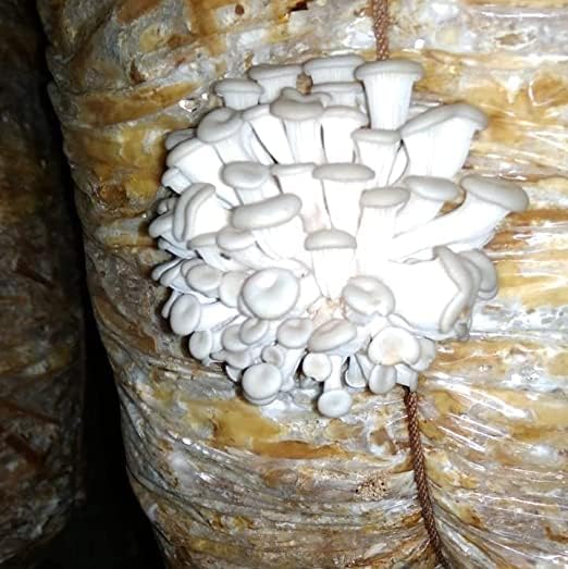 White Oyster Mushroom Spawn for Home Growing - 400g First Generation Organic Mushroom Seeds for Indoor & Outdoor Cultivation, Ideal for DIY Kits and Multiple Harvests