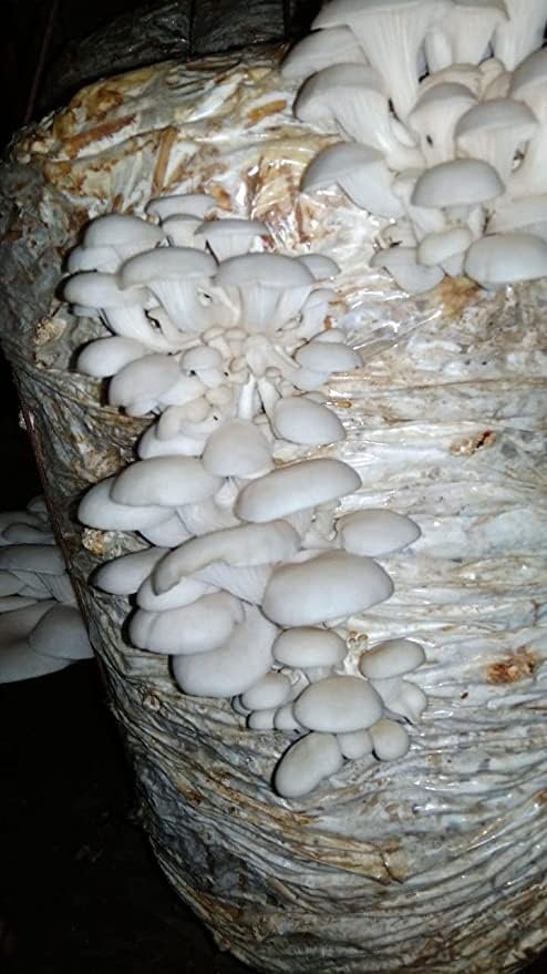 White Oyster Mushroom Spawn for Home Growing - 400g First Generation Organic Mushroom Seeds for Indoor & Outdoor Cultivation, Ideal for DIY Kits and Multiple Harvests