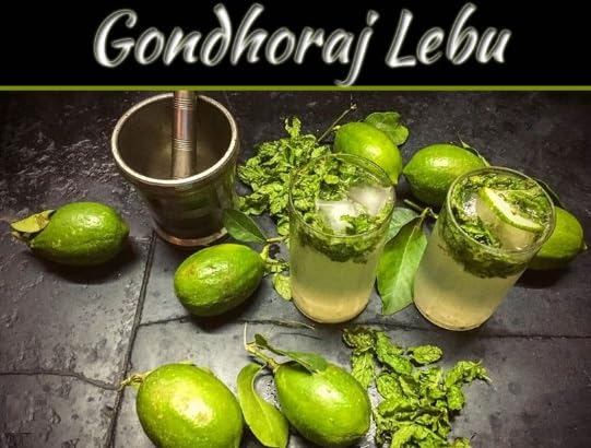 Original Gandharaj Lemon (2 plants) Nimboo Live Plant, "Special Variety"(Fruit After 6 Month)