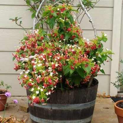 New Double Petals Rangoon Creeper (Combretum Indicum) Live Plant