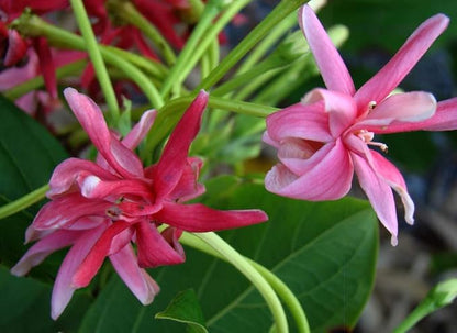New Double Petals Rangoon Creeper (Combretum Indicum) Live Plant