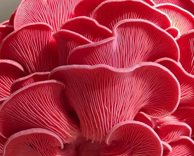 Pink Oyster Mushroom Liquid Culture - Sterile Syringe for Reliable Mushroom Cultivation - Beginner-Friendly Mycelium