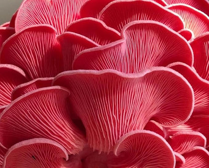 Pink Oyster Mushroom Liquid Culture - Sterile Syringe for Reliable Mushroom Cultivation - Beginner-Friendly Mycelium