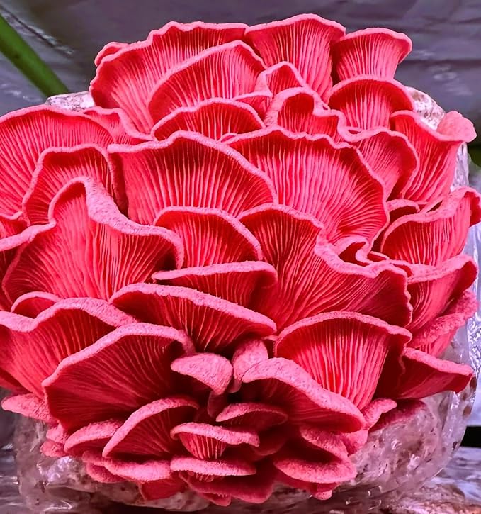 Pink Oyster Mushroom Liquid Culture - Sterile Syringe for Reliable Mushroom Cultivation - Beginner-Friendly Mycelium