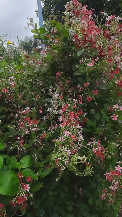 New Double Petals Rangoon Creeper (Combretum Indicum) Live Plant